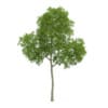 Common Beech