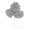 Common Beech