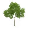Common Beech