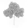 Common Beech