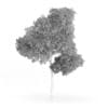 Common Beech