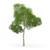 Common Beech