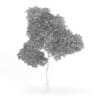 Common Beech