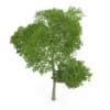 Common Beech