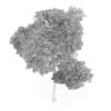 Common Beech