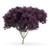 Eastern Redbud