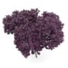 Eastern Redbud