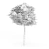 Catalpa