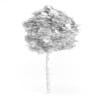 Catalpa