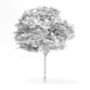 Catalpa