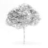 Catalpa
