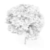 Catalpa
