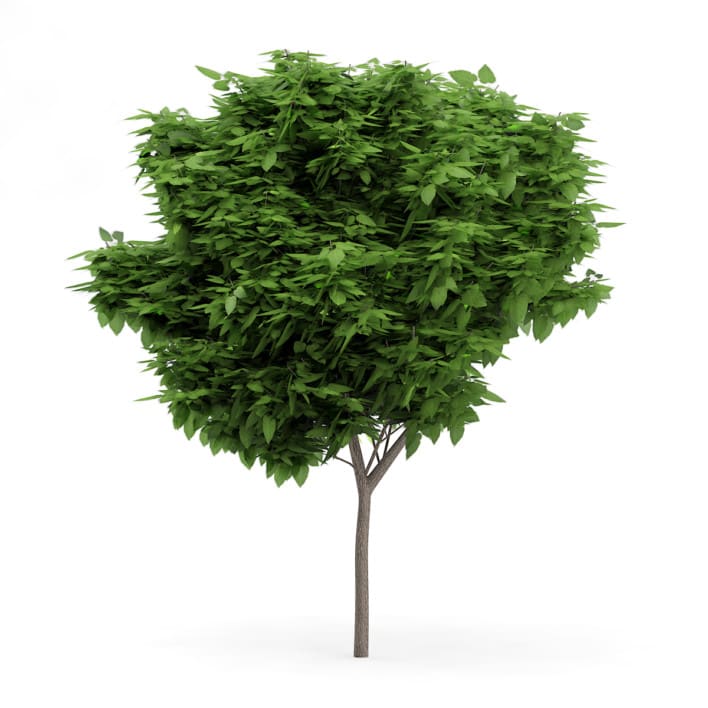 Catalpa