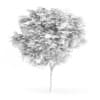 Catalpa