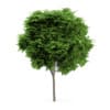 Catalpa