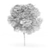 Catalpa