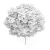Catalpa