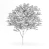 Common Ash