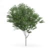 Common Ash