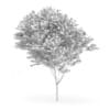 Common Ash