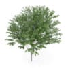 Common Ash