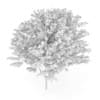 Common Ash