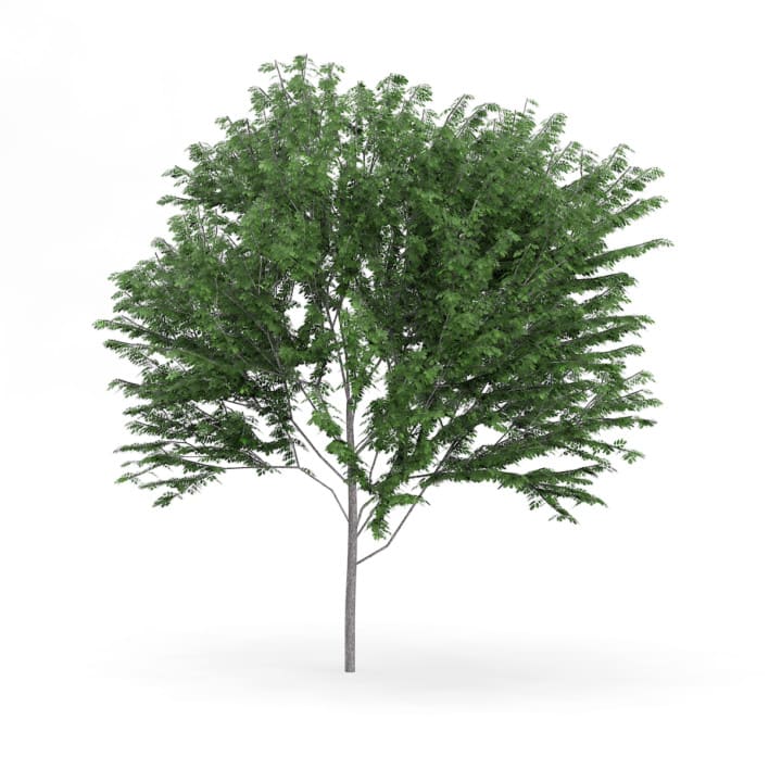 Common Ash (Fraxinus excelsior) 13.7m