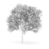 Common Ash