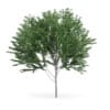 Common Ash