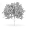 Common Ash