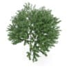 Common Ash