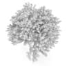 Common Ash