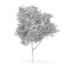 Common Ash