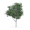 Common Ash