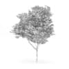 Common Ash