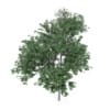 Common Ash