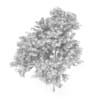 Common Ash