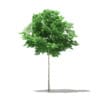 CGAxis Models Volume 76 Trees X - Image 2