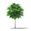 CGAxis Models Volume 76 Trees X - Image 3