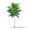 CGAxis Models Volume 76 Trees X - Image 4