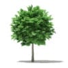 CGAxis Models Volume 76 Trees X - Image 5