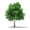 CGAxis Models Volume 76 Trees X - Image 6