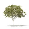 CGAxis Models Volume 76 Trees X - Image 12