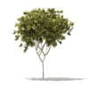 CGAxis Models Volume 76 Trees X - Image 13
