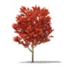 CGAxis Models Volume 76 Trees X - Image 14