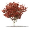 CGAxis Models Volume 76 Trees X - Image 15