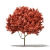 CGAxis Models Volume 76 Trees X - Image 17