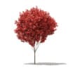 CGAxis Models Volume 76 Trees X - Image 18