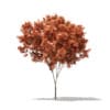 CGAxis Models Volume 76 Trees X - Image 21