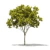 CGAxis Models Volume 76 Trees X - Image 22